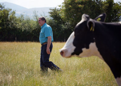 a farmer walks ahead of his friesian cow by Anglesey commercial photographer Gill Jones Photography