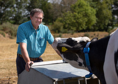 a friesian cow pushes its nose towards a farmer by Anglesey commercial photographer Gill Jones Photography